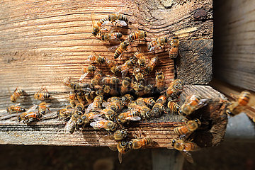 Dubai  Vereinigte Arabische Emirate  Bienen am Eingang zu ihrem Bienenstock