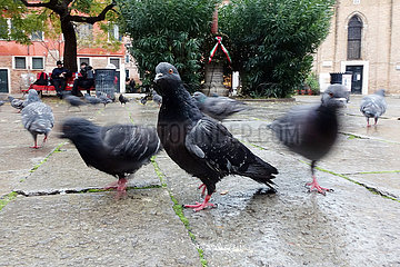 Venedig  Italien  Tauben in der Innenstadt