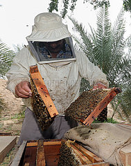 Dubai  Vereinigte Arabische Emirate  Imker kontrolliert auf einer Farm eines seiner Bienenvoelker