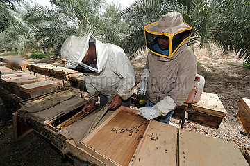 Dubai  Vereinigte Arabische Emirate  Imker kontrollieren auf einer Farm ihre Bienenvoelker