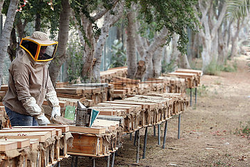 Dubai  Vereinigte Arabische Emirate  Imker kontrolliert auf einer Farm seine Bienenvoelker