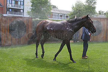 Royal Ascot  Horse cools down after a race