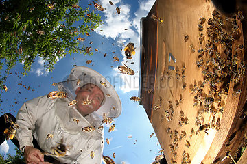 Neuenhagen  Deutschland  Imker betrachtet gluecklich sein aktives Bienenvolk