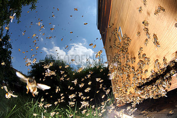 Neuenhagen  Deutschland  Honigbienen im Anflug auf ihren Bienenstock