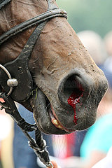 Berlin  Deutschland  Detailansicht: Pferd blutet aus einer Nuester