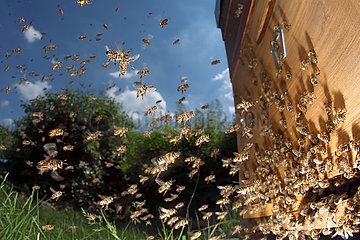 Neuenhagen  Deutschland  Honigbienen im Anflug auf ihren Bienenstock
