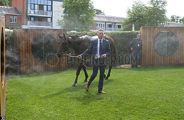 Royal Ascot  Horse cools down after a race