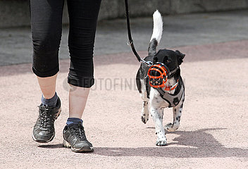 Dresden  Deutschland  Jack Russell-Terrier traegt einen Maulkorb