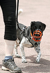 Dresden  Deutschland  Jack Russell-Terrier traegt einen Maulkorb