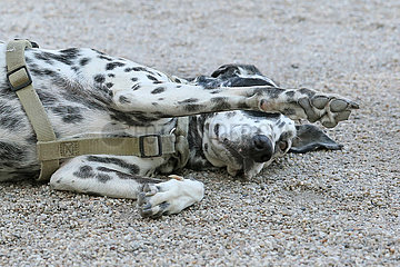 Hoppegarten  Deutschland  Dalmatiner liegt entspannt am Boden