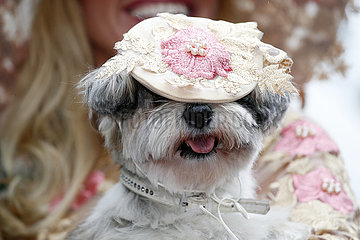 Hannover  Deutschland  Hund traegt einen Hut auf dem Kopf