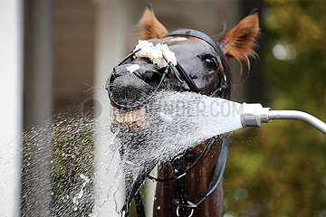 Iffezheim  Pferd saeuft Wasser aus einem Duschkopf
