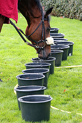 Hannover  Deutschland  Pferd saeuft Wasser aus einem Eimer