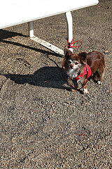 Hoppegarten  Brandenburg  Chihuahua wartet angeleint auf seinen Besitzer