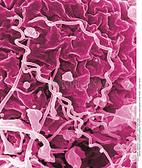 Syphilis Bacteria