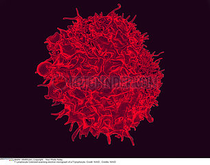 T lymphocyte