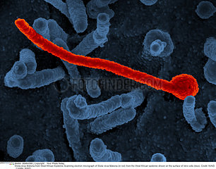Ebola virus Makona