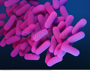 Bordetella pertussis bacteria