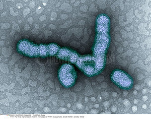 H1N1 virus
