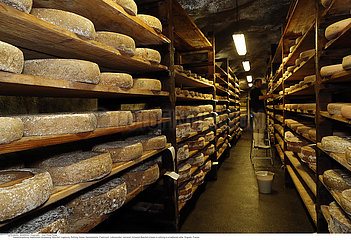 Artisanal Beaufort cheese in refining in a traditional cellar