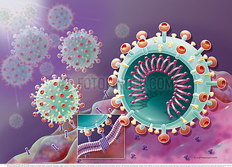 Coronavirus and host cell fusion