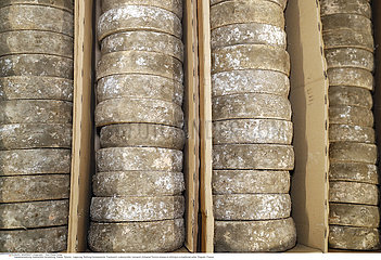 Artisanal Tomme cheese in refining in a traditional cellar