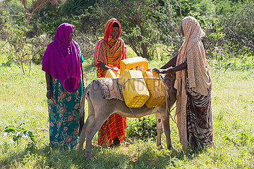 Gabradahidan  Somali Region  Aethiopien - Esel werden mit Wasserkanister beladen
