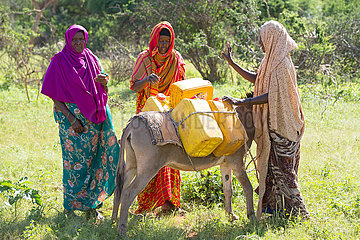 Gabradahidan  Somali Region  Aethiopien - Esel werden mit Wasserkanister beladen