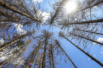 Waldsterben im Kottenforst  Trockenheit und Borkenkaefer schaedigen die Fichtenbaeume im Nadelwald  Bonn  Nordrhein-Westfalen  Deutschland
