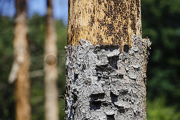 Waldsterben im Kottenforst  Trockenheit und Borkenkaefer schaedigen die Fichtenbaeume im Fichtenwald  Bonn  Nordrhein-Westfalen  Deutschland