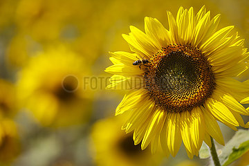 Bienen auf Sonnenblumen Blueten im Sonnenblumenfeld  Juelich  Nordrhein-Westfalen  Deutschland