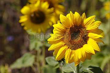 Bienen auf Sonnenblumen Blueten im Sonnenblumenfeld  Juelich  Nordrhein-Westfalen  Deutschland