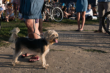 Polen  Poznan - Hund hechelt bei einer Veranstaltung