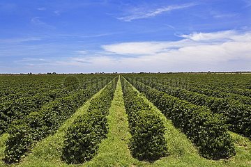 Irrigated Coffee Plantations