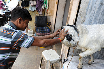 Mumbai  Indien  Kraeftemessen zwischen Mensch und Tier im Dharavi-Slum