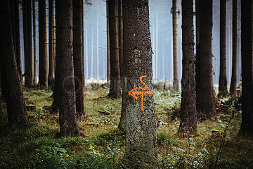 Der Harz - Reise durch das Waldsterben
