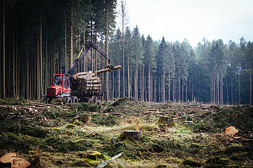 Der Harz - Reise durch das Waldsterben