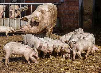 Bioschweine liegen auf Stroh im offenen Schweinestall  Bioland Bauernhof  Willich Nordrhein-Westfalen  Deutschland
