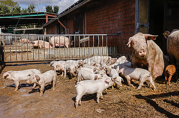 Bioschweine liegen auf Stroh im offenen Schweinestall  Bioland Bauernhof  Willich Nordrhein-Westfalen  Deutschland