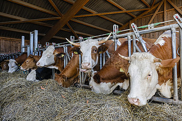 Bio Mastrinder fressen Heu im offenen Stall  Bioland Bauernhof  Willich Nordrhein-Westfalen  Deutschland