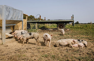 Freilandschweine  Bioland Bauernhof  Kamp-Lintfort  Nordrhein-Westfalen  Deutschland