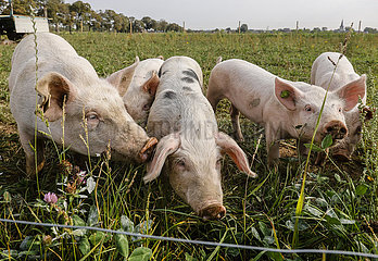 Freilandschweine  Bioland Bauernhof  Kamp-Lintfort  Nordrhein-Westfalen  Deutschland