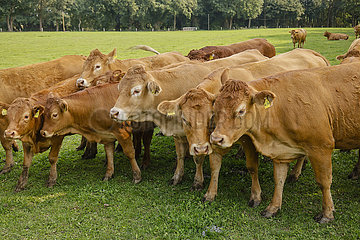 Limousin Freilandrinder im Offenstall  Bioland Bauernhof  Kamp-Lintfort  Nordrhein-Westfalen  Deutschland