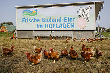 Freilandhuehner  Bioland Bauernhof  Kamp-Lintfort  Nordrhein-Westfalen  Deutschland