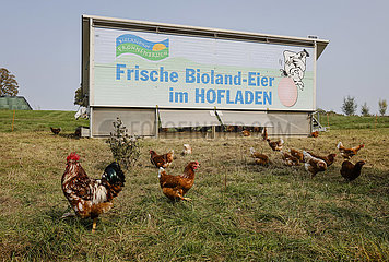 Freilandhuehner  Bioland Bauernhof  Kamp-Lintfort  Nordrhein-Westfalen  Deutschland