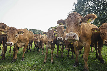 Limousin Freilandrinder im Offenstall  Bioland Bauernhof  Kamp-Lintfort  Nordrhein-Westfalen  Deutschland