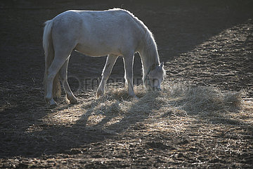 Hoppegarten  Welsh-Pony frisst am Morgen Heu auf einer Sandkoppel
