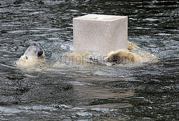 Berlin  Deutschland  Eisbaerin Tonja spielt im Wasser mit einer Wildlifetoybox