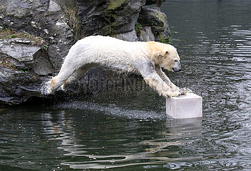 Berlin  Deutschland  Eisbaerin Tonja springt auf eine im Wasser befindliche Wildlifetoybox