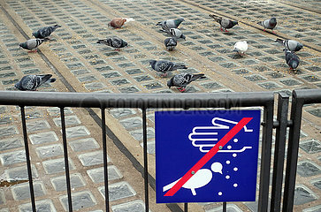 Berlin  Deutschland  Tauben picken Koerner hinter einem Schild - Tauben fuettern verboten -